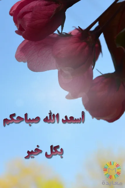 أزهار وردية متدلية أمام سماء زرقاء مع عبارة أسعد الله صباحكم بكل خير.