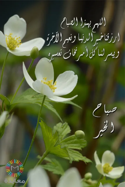 زهور بيضاء على أغصان خضراء مع دعاء صباح الخير.