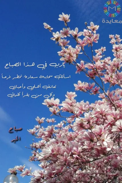أغصان ماغنوليا وردية مزهرة أمام سماء زرقاء مع دعاء صباح الخير.