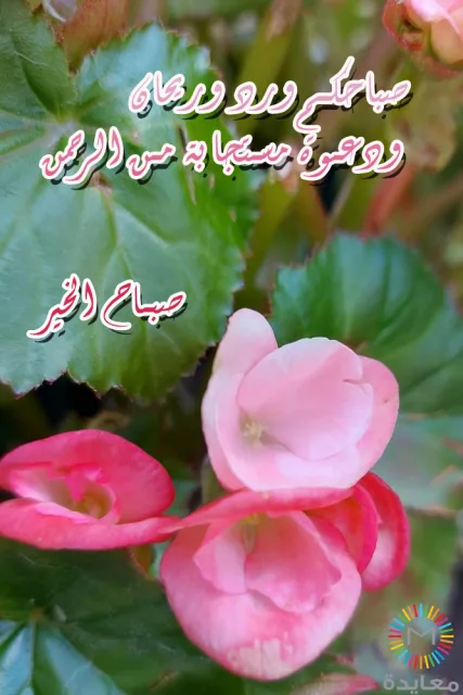 ثلاث زهور وردية بين أوراق خضراء مع عبارة صباح الخير.