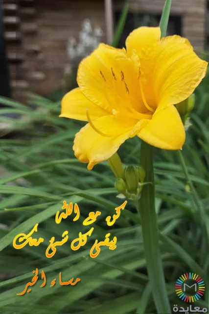 زهرة صفراء زاهية بين أوراق خضراء مع عبارة صباح الخير.