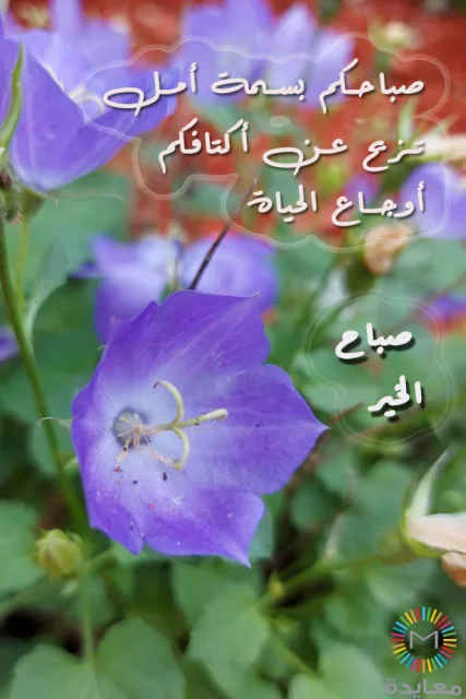 زهرة بنفسجية أمام خلفية زهور ملونة مع عبارة صباح الخير.