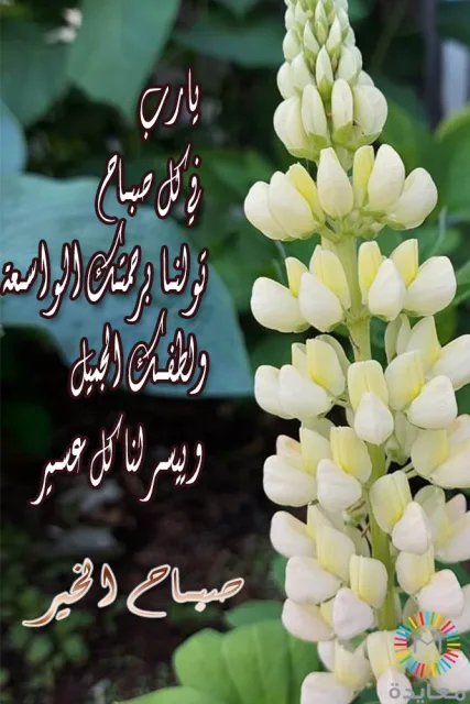 سنبلة زهور بيضاء مائلة للصفرة مع دعاء صباحي بالأمل واليقين.