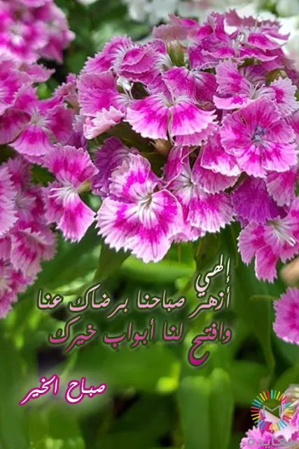 عناقيد أزهار وردية مع عبارة دعاء صباحي وصباح الخير.