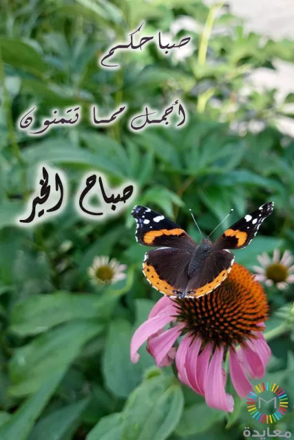 فراشة داكنة بعلامات برتقالية على زهرة وردية مع عبارة صباح الخير.