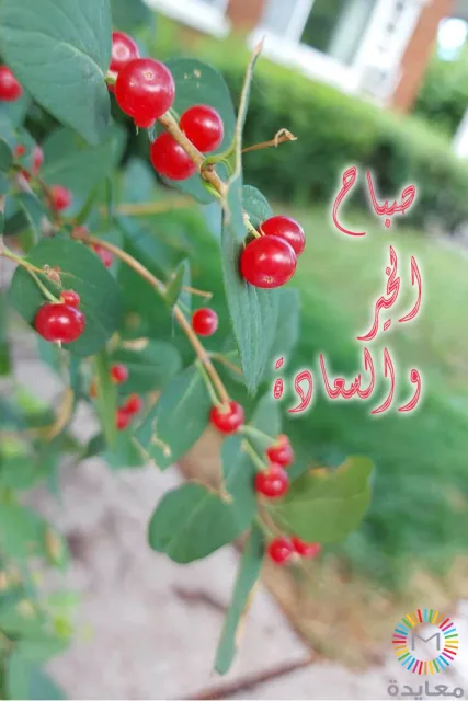 فروع خضراء تحمل ثماراً حمراء مع عبارة صباح الخير والسعادة.