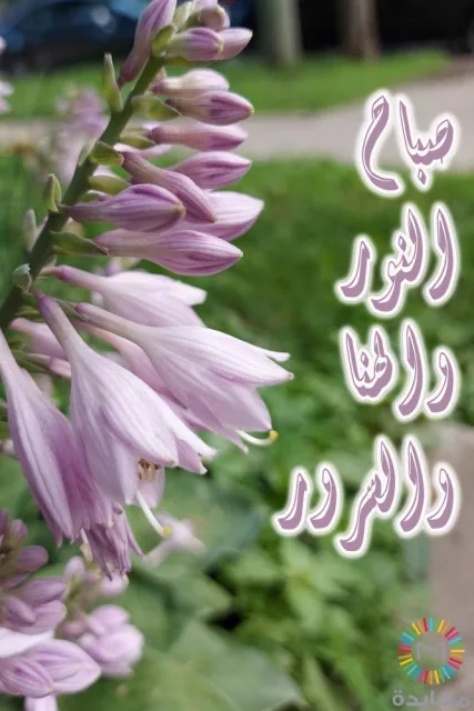 أزهار بنفسجية متدلية مع عبارة صباح الأنوار والزهور والأمل.