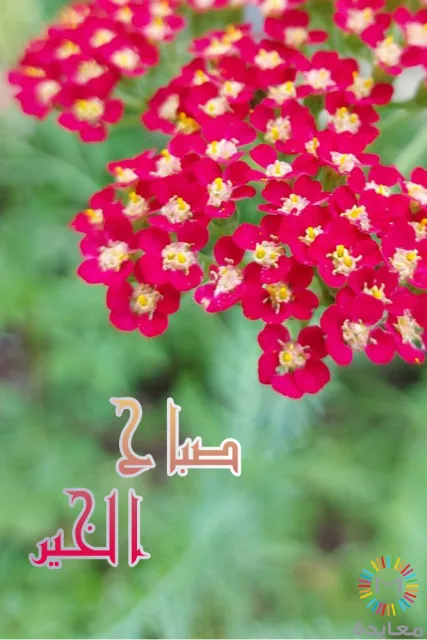 عناقيد زهور حمراء صغيرة مع عبارة صباح الخير.