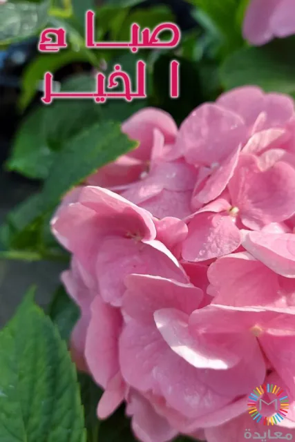 عبارة صباح الخير فوق زهرة وردية كبيرة وأوراق خضراء.